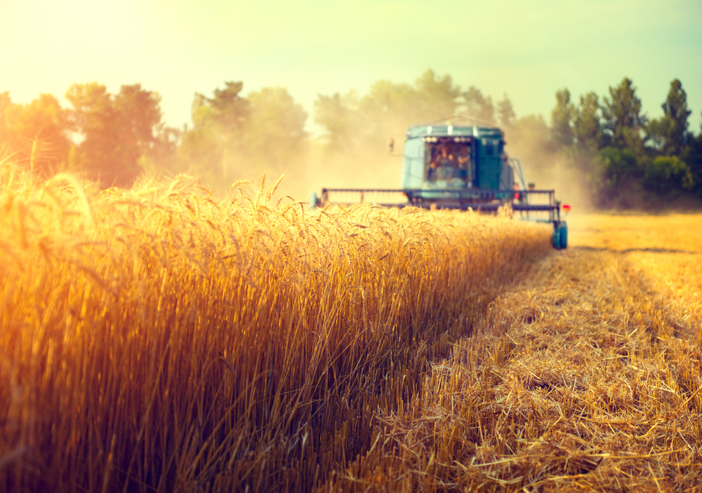 Harvest Time