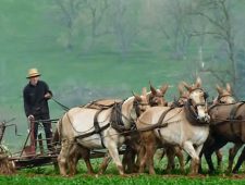 Amish Farmer working in Fields